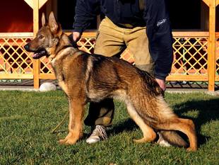 Iggy Vikar at New York Canine