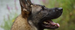 AKC German Shepherds for Sale NY