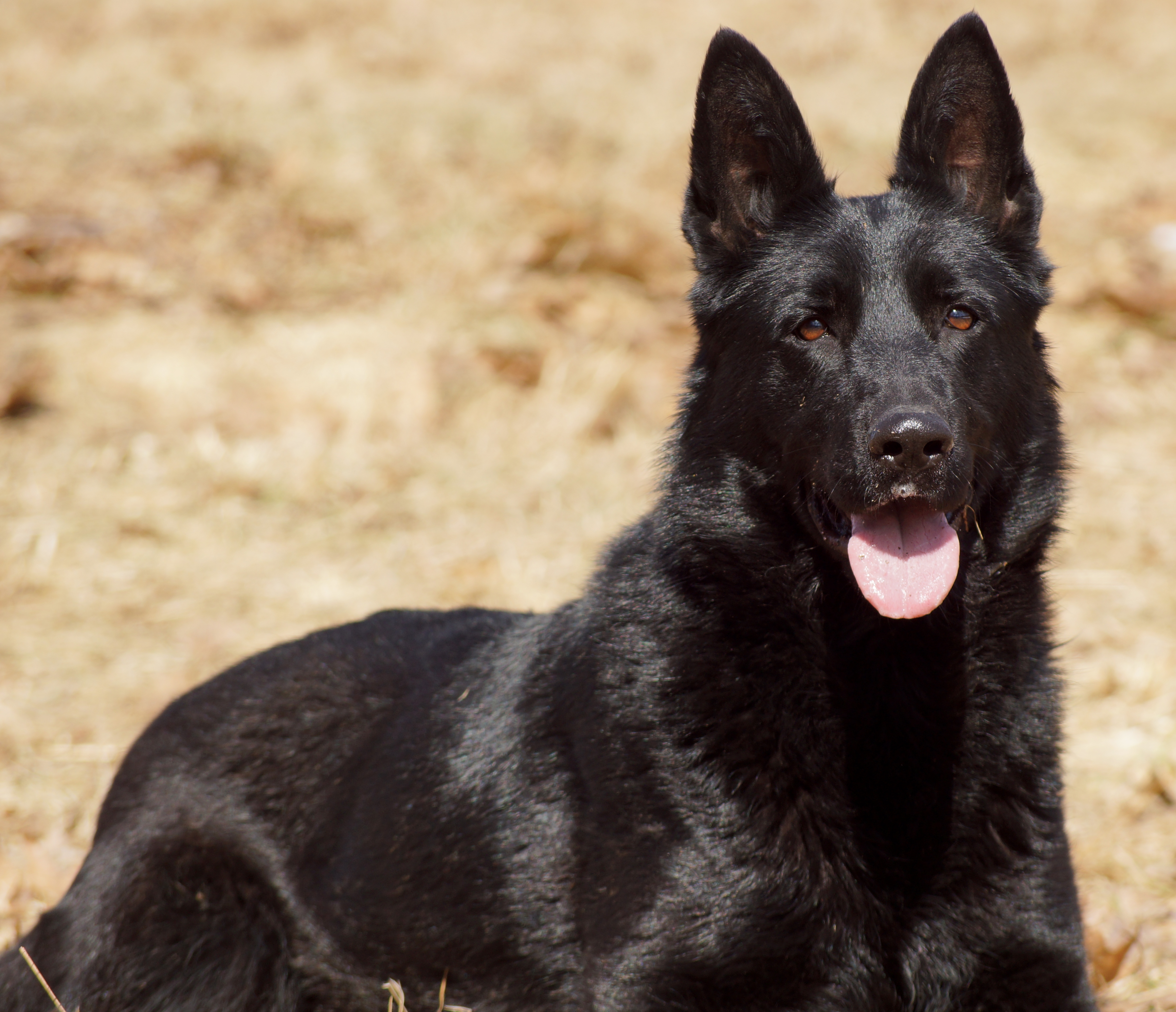 Bara z Meridolu at New York Canine | New York Canine