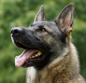 AKC German Shepherds for Sale NY