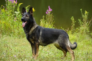 AKC German Shepherds for Sale NY