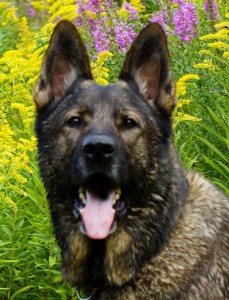 AKC German Shepherds for Sale NY