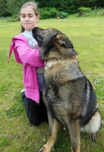 AKC German Shepherds for Sale NY