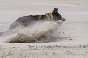 AKC German Shepherds for Sale NY