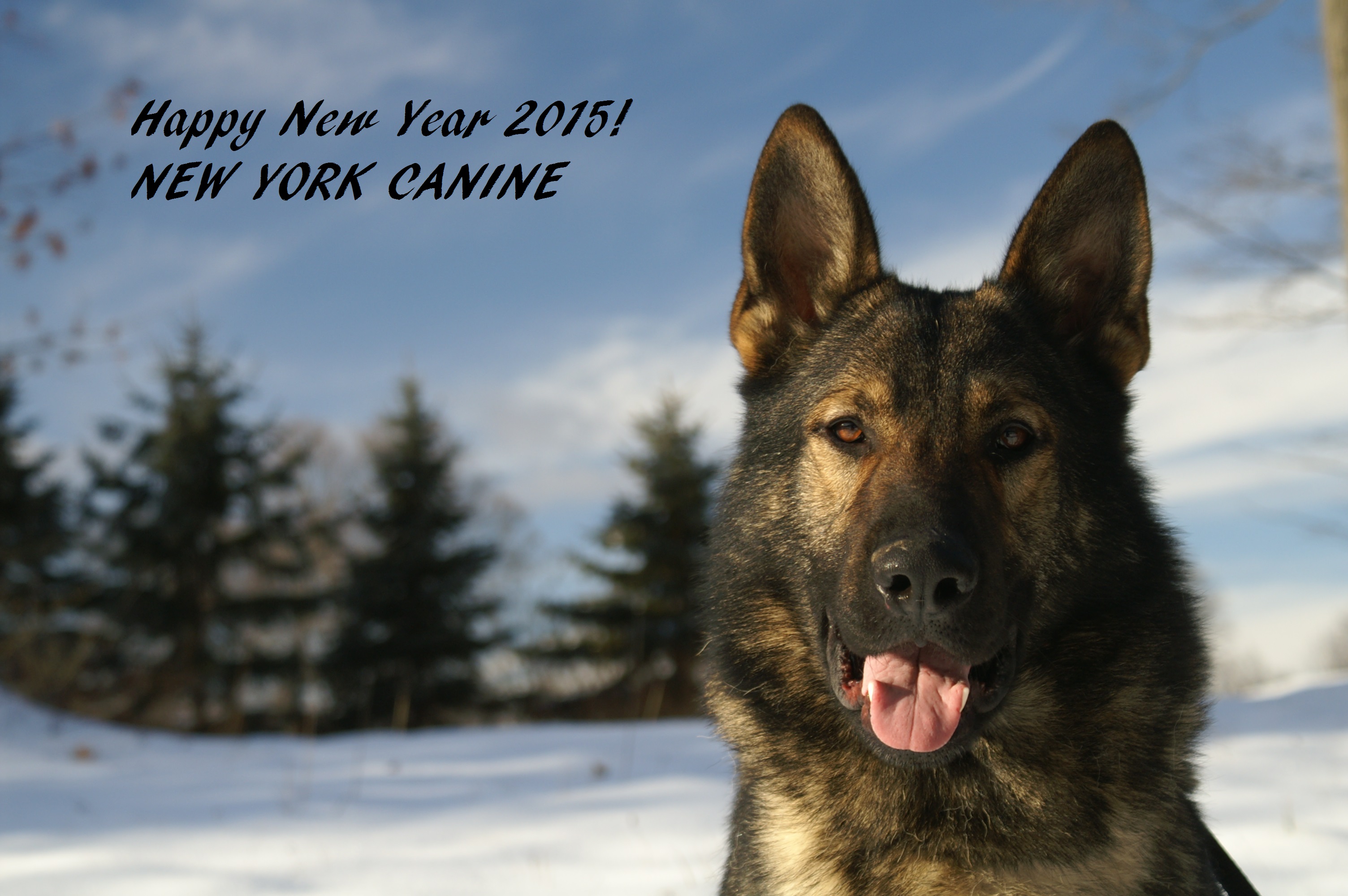 Happy New Year 2015 from NEW YORK CANINE