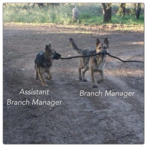 AKC German Shepherds for Sale NY