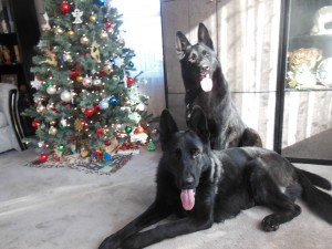 Black German Shepherds