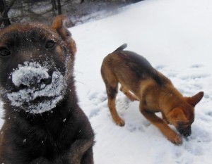 AKC German Shepherds for Sale NY