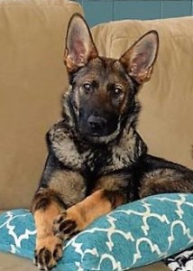 Happy National Puppy Day