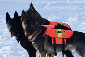 Service Dogs