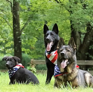 AKC German Shepherds for Sale NY