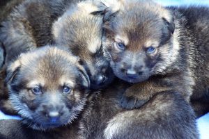 Bara and Iggy puppies