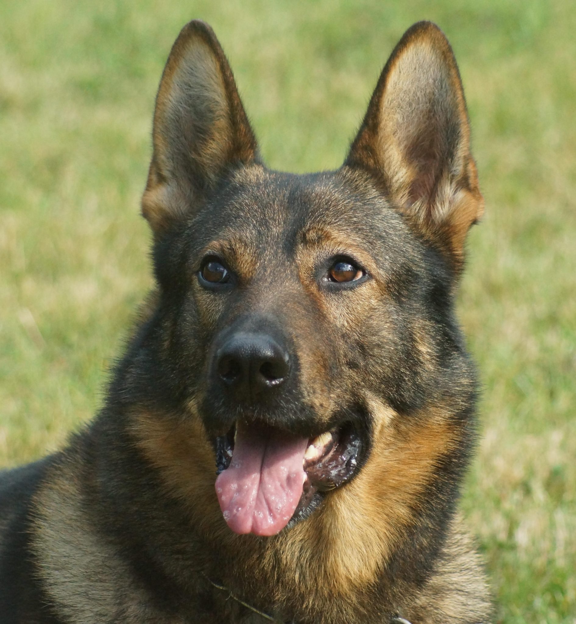 German Shepherds NYC | AKC German Shepherds Middletown NY | German ...