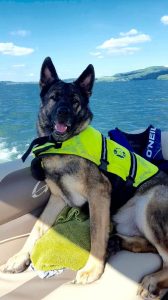 AKC German Shepherds for Sale NY
