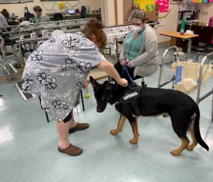 AKC German Shepherds for Sale NY