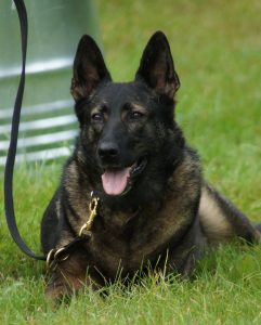 AKC German Shepherds for Sale NY