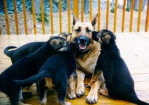 AKC German Shepherds for Sale NY