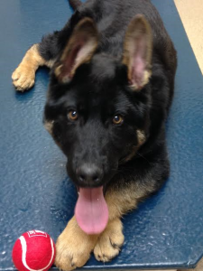 AKC German Shepherds for Sale NY